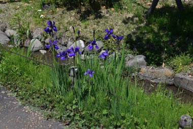 İris sanginası (Sibirya irisi) çiçekleri. Iridaceae bitkileri. Kuru alanlarda yetişir ve yaz başında çiçek açar. Yaprakların altında bir ağ deseni olan lacivert çiçeklerle..