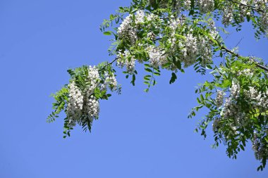 Siyah çekirge çiçekleri. Fabaceae yapraklı ağaç. Beyaz, kelebek şeklinde çiçekler tatlı bir koku yayar ve bal arılarını ve diğer böcekleri çeken bir nektar kaynağıdır..