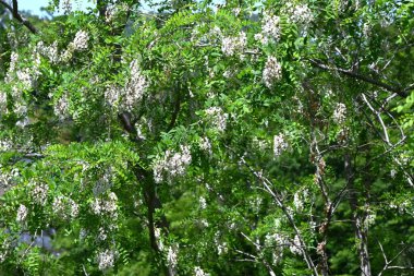 Siyah çekirge çiçekleri. Fabaceae yapraklı ağaç. Beyaz, kelebek şeklinde çiçekler tatlı bir koku yayar ve bal arılarını ve diğer böcekleri çeken bir nektar kaynağıdır..