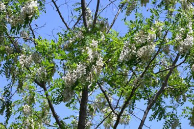 Siyah çekirge çiçekleri. Fabaceae yapraklı ağaç. Beyaz, kelebek şeklinde çiçekler tatlı bir koku yayar ve bal arılarını ve diğer böcekleri çeken bir nektar kaynağıdır..