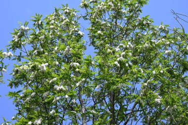 Siyah çekirge çiçekleri. Fabaceae yapraklı ağaç. Beyaz, kelebek şeklinde çiçekler tatlı bir koku yayar ve bal arılarını ve diğer böcekleri çeken bir nektar kaynağıdır..