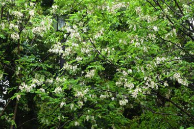 Siyah çekirge çiçekleri. Fabaceae yapraklı ağaç. Beyaz, kelebek şeklinde çiçekler tatlı bir koku yayar ve bal arılarını ve diğer böcekleri çeken bir nektar kaynağıdır..