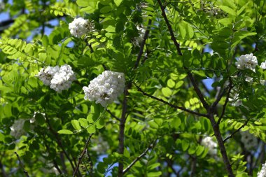 Siyah çekirge çiçekleri. Fabaceae yapraklı ağaç. Beyaz, kelebek şeklinde çiçekler tatlı bir koku yayar ve bal arılarını ve diğer böcekleri çeken bir nektar kaynağıdır..