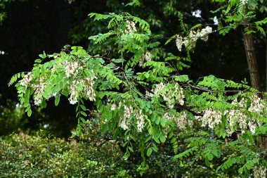 Siyah çekirge çiçekleri. Fabaceae yapraklı ağaç. Beyaz, kelebek şeklinde çiçekler tatlı bir koku yayar ve bal arılarını ve diğer böcekleri çeken bir nektar kaynağıdır..