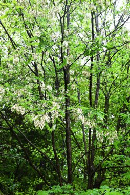 Siyah çekirge çiçekleri. Fabaceae yapraklı ağaç. Beyaz, kelebek şeklinde çiçekler tatlı bir koku yayar ve bal arılarını ve diğer böcekleri çeken bir nektar kaynağıdır..