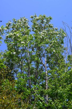 Siyah çekirge çiçekleri. Fabaceae yapraklı ağaç. Beyaz, kelebek şeklinde çiçekler tatlı bir koku yayar ve bal arılarını ve diğer böcekleri çeken bir nektar kaynağıdır..