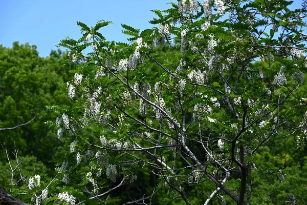 Siyah çekirge çiçekleri. Fabaceae yapraklı ağaç. Beyaz, kelebek şeklinde çiçekler tatlı bir koku yayar ve bal arılarını ve diğer böcekleri çeken bir nektar kaynağıdır..