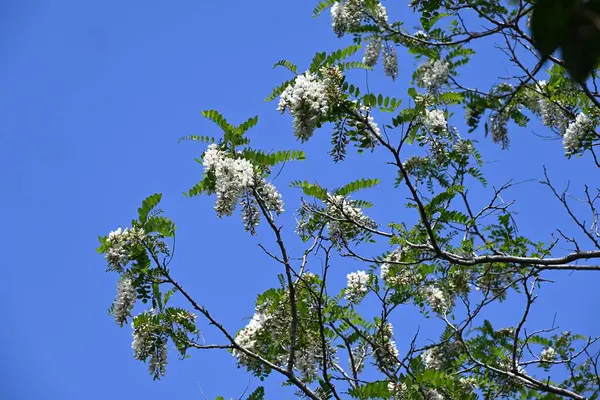 Siyah çekirge çiçekleri. Fabaceae yapraklı ağaç. Beyaz, kelebek şeklinde çiçekler tatlı bir koku yayar ve bal arılarını ve diğer böcekleri çeken bir nektar kaynağıdır..