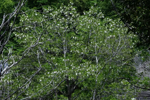 Siyah çekirge çiçekleri. Fabaceae yapraklı ağaç. Beyaz, kelebek şeklinde çiçekler tatlı bir koku yayar ve bal arılarını ve diğer böcekleri çeken bir nektar kaynağıdır..