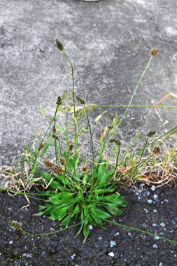 İngiliz muz (Plantago Lanceolata) çiçekleri. Bitki özlü bitki. Çiçekler ilkbahardan yaza kadar dikenlerle açar ve yenilebilir ve şifalıdır..