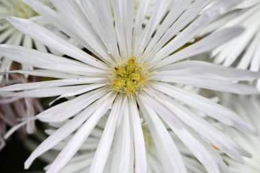  Buz bitkisi (Lampranthus spectabilis) beyaz çiçekler. Ebedi sulu bitkiler. Güney Afrika 'ya özgü, yazın başında beyaz parlar ve' çölün mücevheri 'olarak adlandırılır..