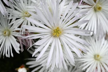  Buz bitkisi (Lampranthus spectabilis) beyaz çiçekler. Ebedi sulu bitkiler. Güney Afrika 'ya özgü, yazın başında beyaz parlar ve' çölün mücevheri 'olarak adlandırılır..