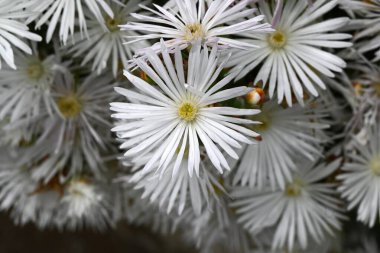 Buz bitkisi (Lampranthus spectabilis) beyaz çiçekler. Ebedi sulu bitkiler. Güney Afrika 'ya özgü, yazın başında beyaz parlar ve' çölün mücevheri 'olarak adlandırılır..