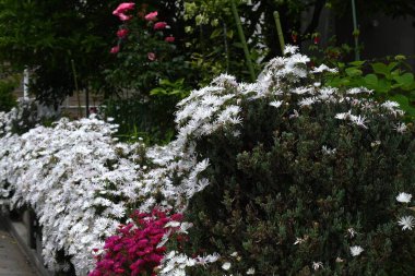  Buz bitkisi (Lampranthus spectabilis) beyaz çiçekler. Ebedi sulu bitkiler. Güney Afrika 'ya özgü, yazın başında beyaz parlar ve' çölün mücevheri 'olarak adlandırılır..