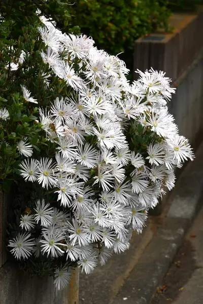  Buz bitkisi (Lampranthus spectabilis) beyaz çiçekler. Ebedi sulu bitkiler. Güney Afrika 'ya özgü, yazın başında beyaz parlar ve' çölün mücevheri 'olarak adlandırılır..
