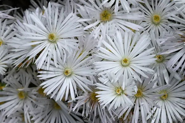  Buz bitkisi (Lampranthus spectabilis) beyaz çiçekler. Ebedi sulu bitkiler. Güney Afrika 'ya özgü, yazın başında beyaz parlar ve' çölün mücevheri 'olarak adlandırılır..