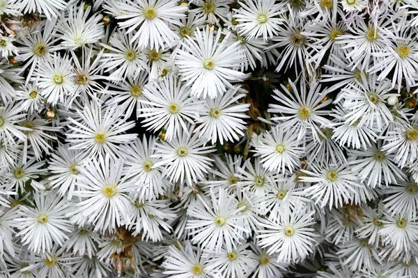  Buz bitkisi (Lampranthus spectabilis) beyaz çiçekler. Ebedi sulu bitkiler. Güney Afrika 'ya özgü, yazın başında beyaz parlar ve' çölün mücevheri 'olarak adlandırılır..