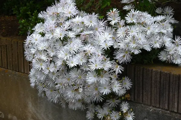  Buz bitkisi (Lampranthus spectabilis) beyaz çiçekler. Ebedi sulu bitkiler. Güney Afrika 'ya özgü, yazın başında beyaz parlar ve' çölün mücevheri 'olarak adlandırılır..