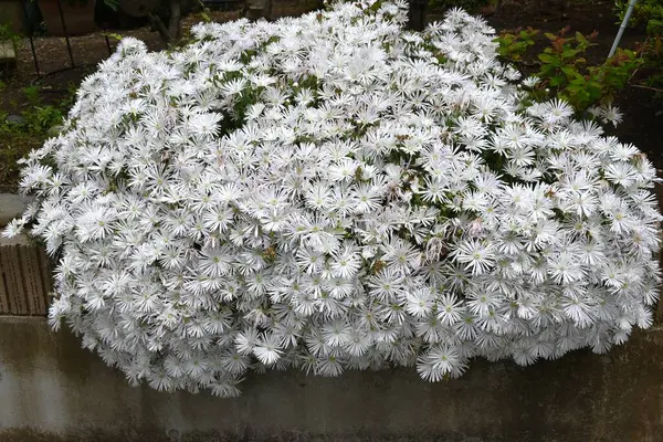  Buz bitkisi (Lampranthus spectabilis) beyaz çiçekler. Ebedi sulu bitkiler. Güney Afrika 'ya özgü, yazın başında beyaz parlar ve' çölün mücevheri 'olarak adlandırılır..