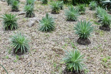  Echium Wildpretii çiçekleri. İspanya 'nın Kanarya Adaları' na özgü Boraginaceae ailesinden bir bitki. Sarmal şekilde açan küçük kırmızı çiçeklere 'mücevher kuleleri' denir..