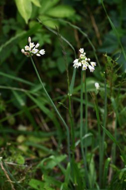  Kokulu sahte sarımsak (Nothoscordum gracile) çiçekleri. Amarillidaceae daimi bitkileri. Yol kenarlarında yetişir ve yazın başlarında beyaz çiçekler açar..