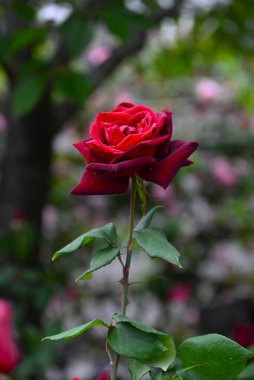 Gül bahçesinde güller tomurcuklanıyor. Yazın başlarında, güller açar ve nefesini kesecek güzel bir koku yayar..