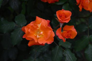 Gül bahçesinde güller tomurcuklanıyor. Yazın başlarında, güller açar ve nefesini kesecek güzel bir koku yayar..