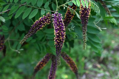 Çöl sahte çivit çiçekleri. Fabaceae yaprak döküntüsü nisandan temmuz ayına kadar siyah-kahverengi ırklar üretir. Kökler güçlü bir sabitleme gücüne sahiptir ve yeşil yamaçlarda kullanılır..