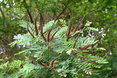 Çöl sahte çivit çiçekleri. Fabaceae yaprak döküntüsü nisandan temmuz ayına kadar siyah-kahverengi ırklar üretir. Kökler güçlü bir sabitleme gücüne sahiptir ve yeşil yamaçlarda kullanılır..