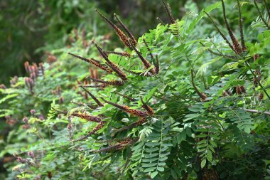 Çöl sahte çivit çiçekleri. Fabaceae yaprak döküntüsü nisandan temmuz ayına kadar siyah-kahverengi ırklar üretir. Kökler güçlü bir sabitleme gücüne sahiptir ve yeşil yamaçlarda kullanılır..