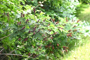 Çöl sahte çivit çiçekleri. Fabaceae yaprak döküntüsü nisandan temmuz ayına kadar siyah-kahverengi ırklar üretir. Kökler güçlü bir sabitleme gücüne sahiptir ve yeşil yamaçlarda kullanılır..