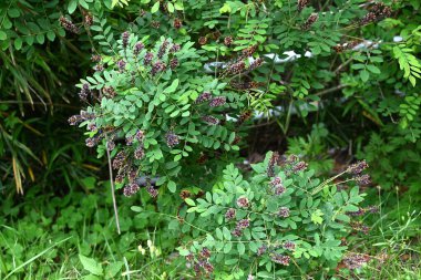 Çöl sahte çivit çiçekleri. Fabaceae yaprak döküntüsü nisandan temmuz ayına kadar siyah-kahverengi ırklar üretir. Kökler güçlü bir sabitleme gücüne sahiptir ve yeşil yamaçlarda kullanılır..