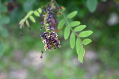 Çöl sahte çivit çiçekleri. Fabaceae yaprak döküntüsü nisandan temmuz ayına kadar siyah-kahverengi ırklar üretir. Kökler güçlü bir sabitleme gücüne sahiptir ve yeşil yamaçlarda kullanılır..