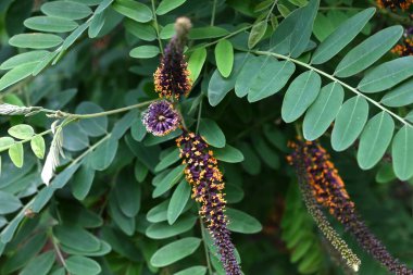 Çöl sahte çivit çiçekleri. Fabaceae yaprak döküntüsü nisandan temmuz ayına kadar siyah-kahverengi ırklar üretir. Kökler güçlü bir sabitleme gücüne sahiptir ve yeşil yamaçlarda kullanılır..