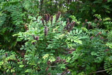 Çöl sahte çivit çiçekleri. Fabaceae yaprak döküntüsü nisandan temmuz ayına kadar siyah-kahverengi ırklar üretir. Kökler güçlü bir sabitleme gücüne sahiptir ve yeşil yamaçlarda kullanılır..