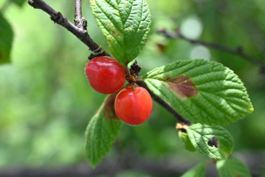  Çeyizli kiraz (erik tomentosa) meyveleri. Rosaceae yaprak döken meyve çalısı. Küçük yuvarlak böğürtlenler haziranda üretilir ve olgun ve kırmızı olduklarında yenilebilir olurlar..