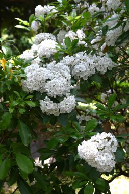 Kalmia latifolia çiçekleri. Ericaceae her daim yeşil çalı. Beyaz ya da pembe beşgen, tabak şeklinde çiçekler yazın başlarında açar..