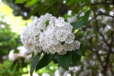 Kalmia latifolia çiçekleri. Ericaceae her daim yeşil çalı. Beyaz ya da pembe beşgen, tabak şeklinde çiçekler yazın başlarında açar..