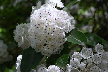 Kalmia latifolia çiçekleri. Ericaceae her daim yeşil çalı. Beyaz ya da pembe beşgen, tabak şeklinde çiçekler yazın başlarında açar..