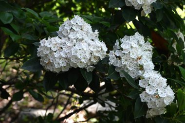 Kalmia latifolia çiçekleri. Ericaceae her daim yeşil çalı. Beyaz ya da pembe beşgen, tabak şeklinde çiçekler yazın başlarında açar..