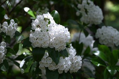 Kalmia latifolia çiçekleri. Ericaceae her daim yeşil çalı. Beyaz ya da pembe beşgen, tabak şeklinde çiçekler yazın başlarında açar..