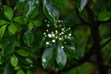 Kalmia latifolia çiçekleri. Ericaceae her daim yeşil çalı. Beyaz ya da pembe beşgen, tabak şeklinde çiçekler yazın başlarında açar..