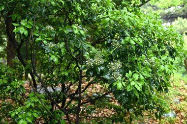 Kalmia latifolia çiçekleri. Ericaceae her daim yeşil çalı. Beyaz ya da pembe beşgen, tabak şeklinde çiçekler yazın başlarında açar..