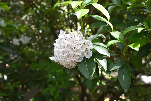 Kalmia latifolia çiçekleri. Ericaceae her daim yeşil çalı. Beyaz ya da pembe beşgen, tabak şeklinde çiçekler yazın başlarında açar..