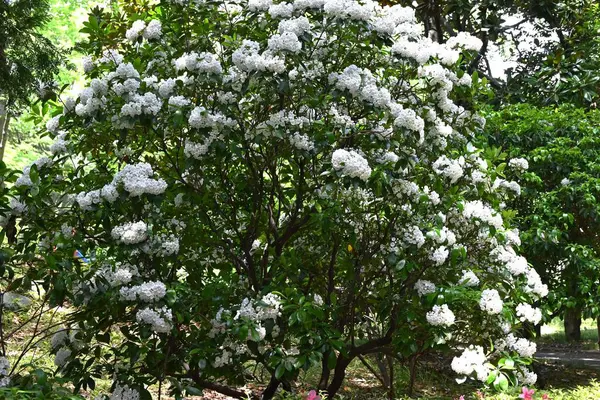 Kalmia latifolia çiçekleri. Ericaceae her daim yeşil çalı. Beyaz ya da pembe beşgen, tabak şeklinde çiçekler yazın başlarında açar..