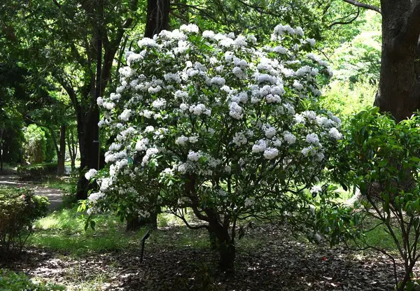Kalmia latifolia çiçekleri. Ericaceae her daim yeşil çalı. Beyaz ya da pembe beşgen, tabak şeklinde çiçekler yazın başlarında açar..