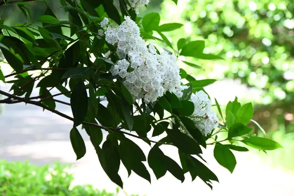 Kalmia latifolia çiçekleri. Ericaceae her daim yeşil çalı. Beyaz ya da pembe beşgen, tabak şeklinde çiçekler yazın başlarında açar..