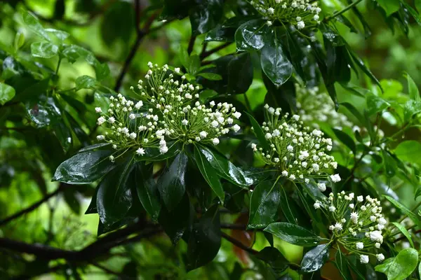 Kalmia latifolia çiçekleri. Ericaceae her daim yeşil çalı. Beyaz ya da pembe beşgen, tabak şeklinde çiçekler yazın başlarında açar..