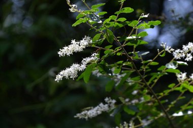  Ligustrum vulgare (Privet) çiçekleri. Oleaceae Yarı-yeşil çalı. Küçük huni şekilli kokulu beyaz çiçekler, yazın başında dört lobla paniğe kapılır..