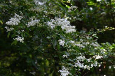  Ligustrum vulgare (Privet) çiçekleri. Oleaceae Yarı-yeşil çalı. Küçük huni şekilli kokulu beyaz çiçekler, yazın başında dört lobla paniğe kapılır..